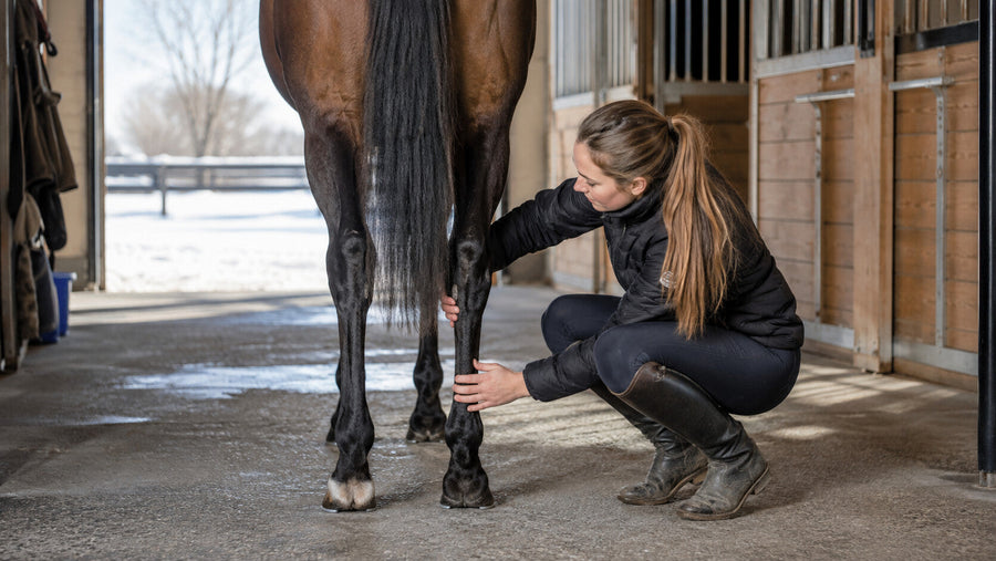 Handler comparing a horse’s hocks in a winter barn aisle