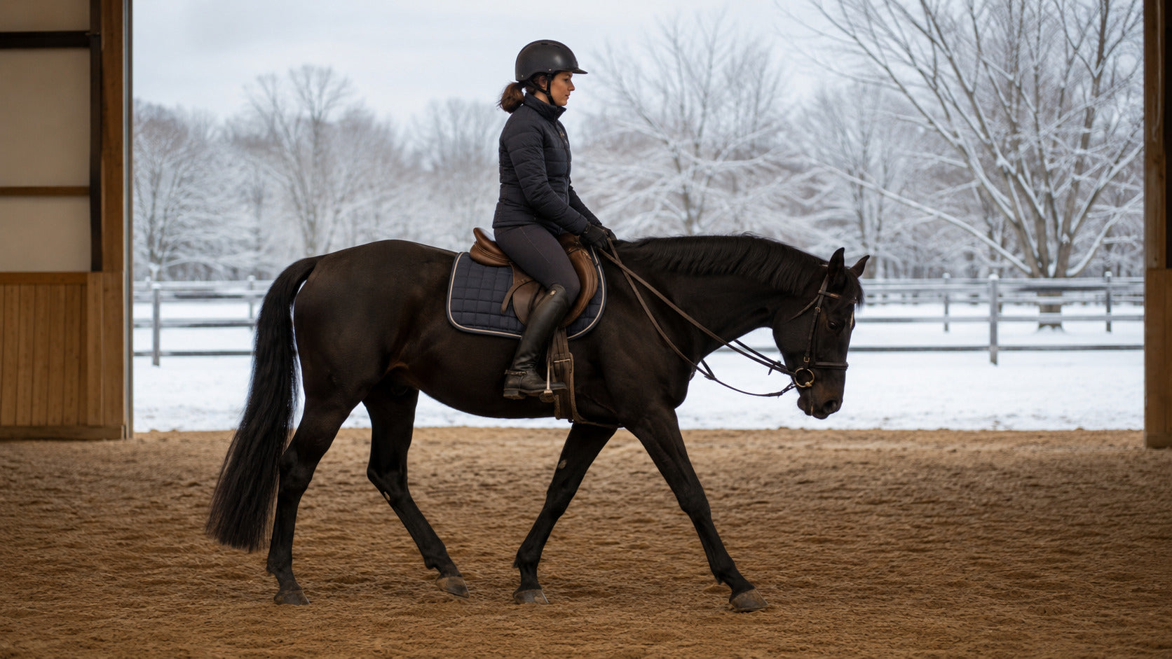 Horse walking on a long rein during a winter warm-up