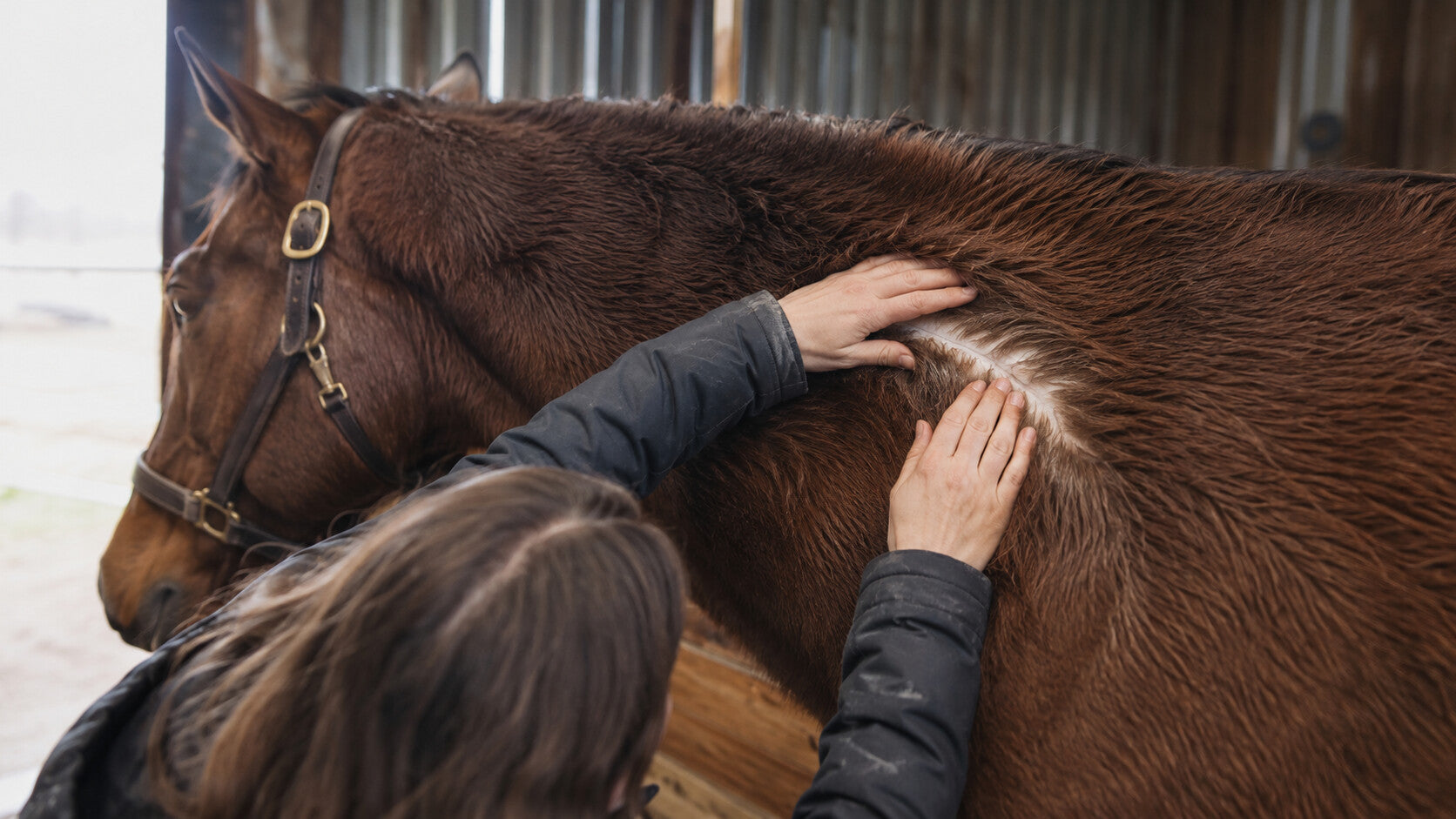 Horse owner parting a winter coat to inspect the skin beneath