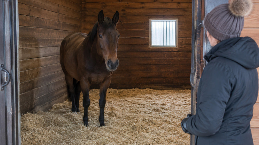 Horse on prescribed stall rest being observed quietly from the doorway