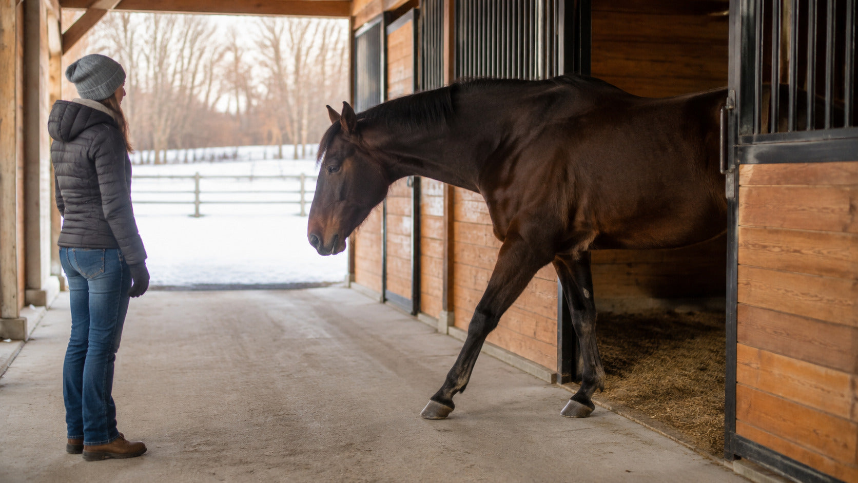 Horse stepping from a winter stall into a clear barn aisle for observation