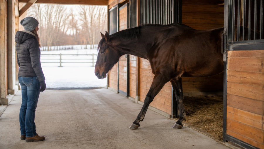 Horse stepping from a winter stall into a clear barn aisle for observation