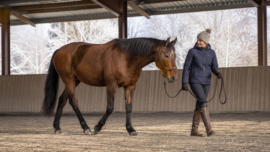 Senior horse walking beside a handler during a winter warm-up