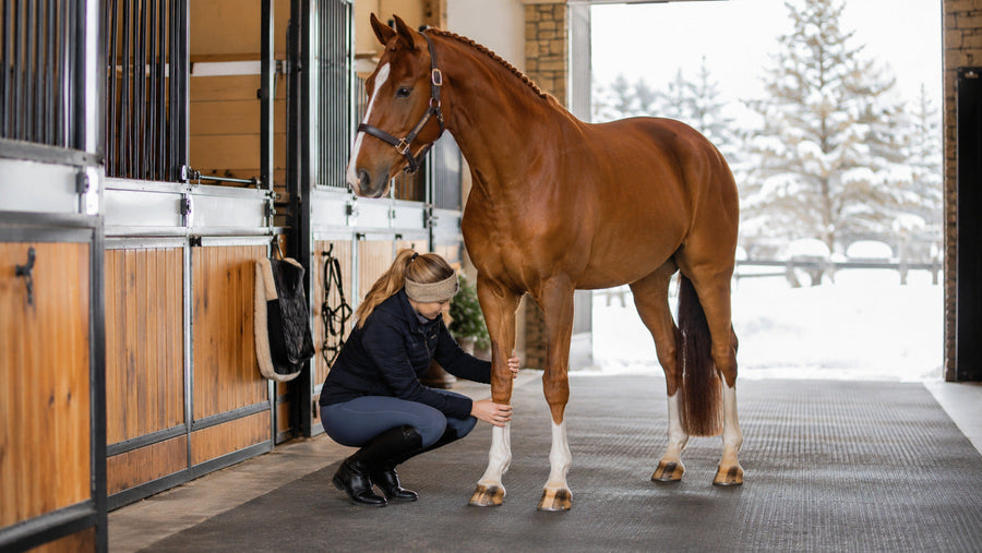 Rider checking a show horse’s front leg in winter