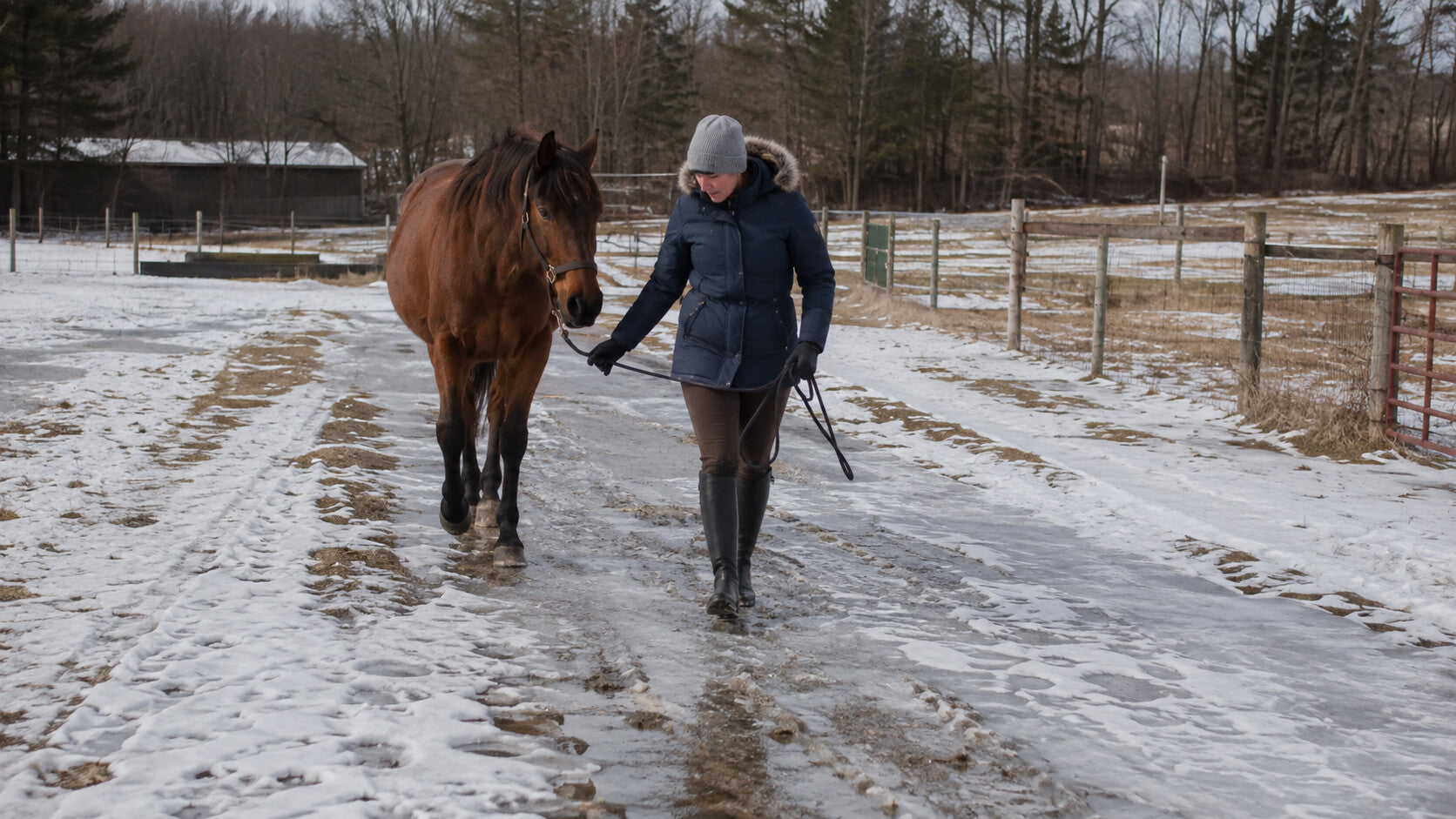 Handler leading a horse carefully across icy winter turnout