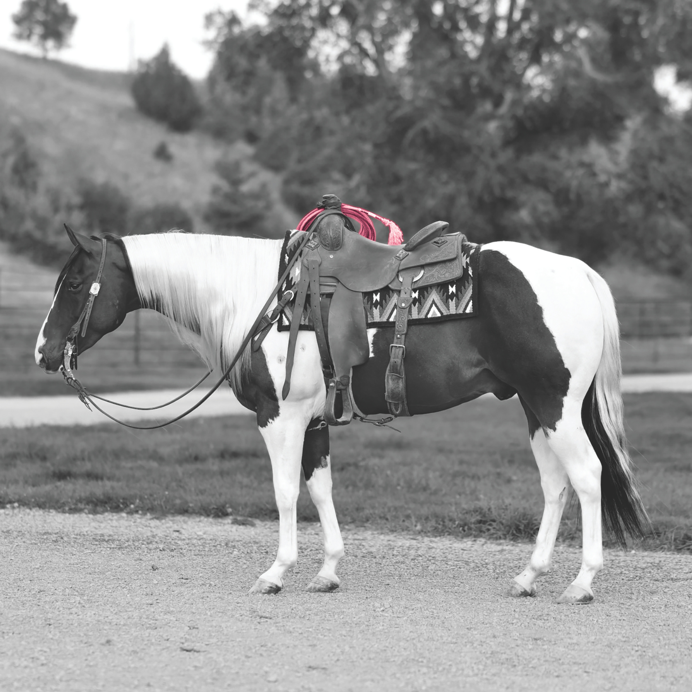ShowBarn Secret horse grooming collection