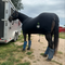 EQUINE | DEFENDER Full-Body Slinky by Draw It Out®